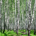 Paravent séparateur d'espaces forêt en toile avec cadre en mdf et finition de couleur verte feeby-02