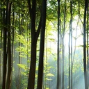 Paravent avec image rayons de soleils dans la forêt fabriqué en mdf et toile feeby-02