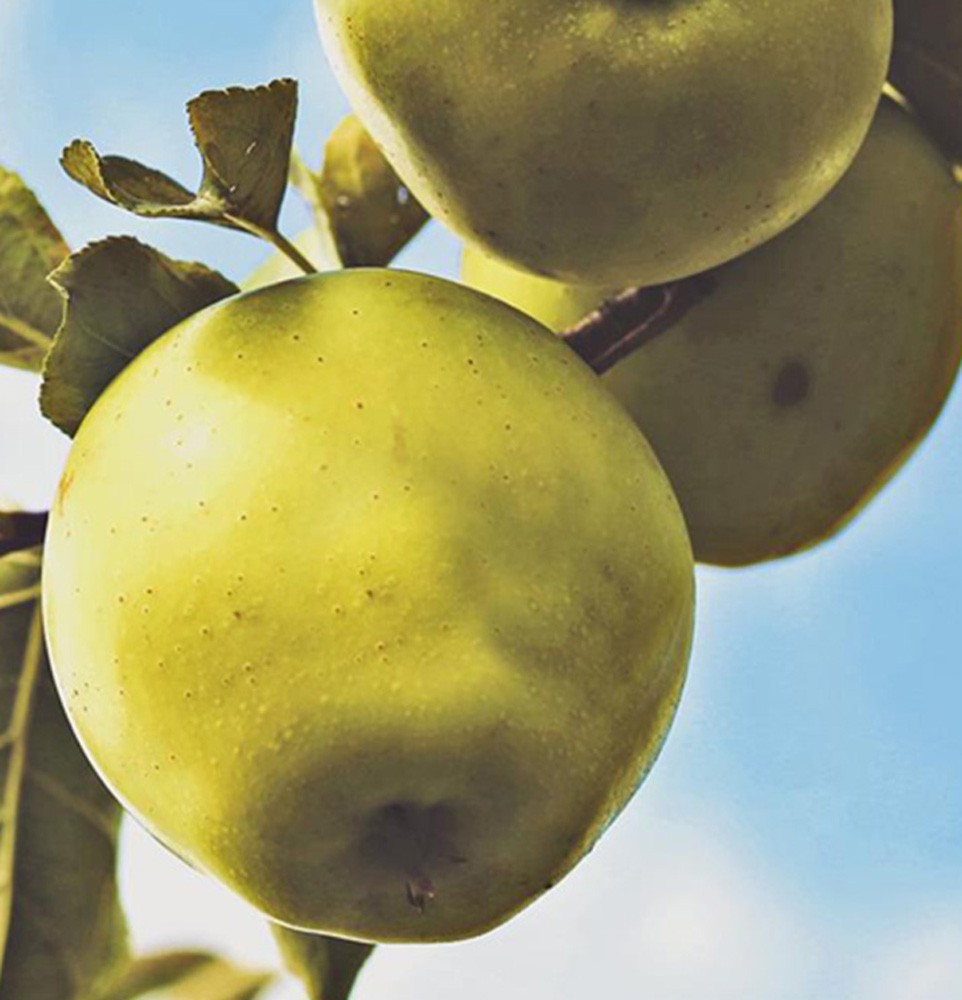 Paravent séparateur d'espaces avec image de pommes imprimée sur toile avec finition verte et cadre en mdf feeby-02