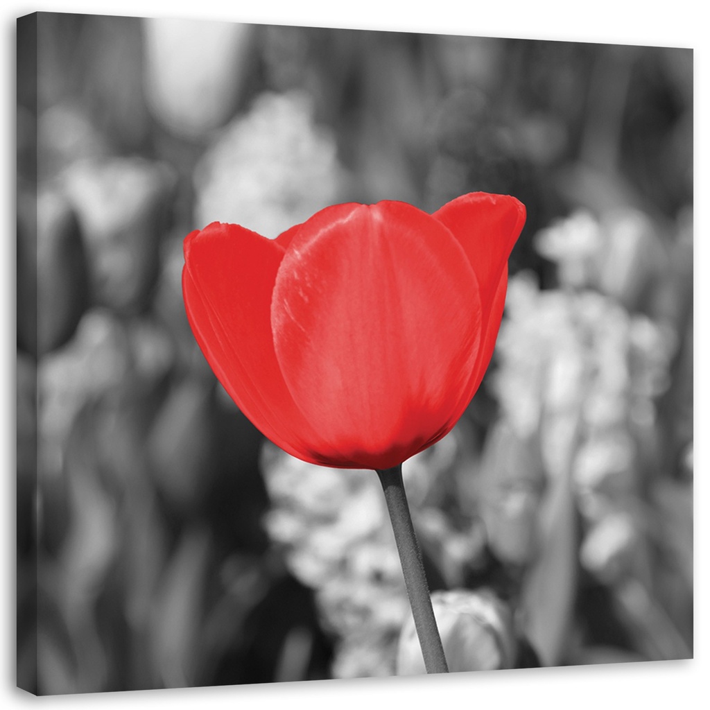 Cadre avec image de tulipe rouge dans la prairie en mdf imprimé sur toile